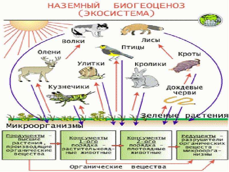 Схема экосистемы аквамир