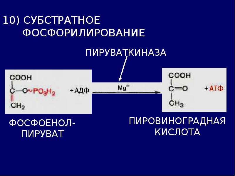 Субстратное фосфорилирование атф. Пируваткиназа гликолиз. Субстратное фосфорилирование пируваткиназа. Фосфоенолпируват в пируват субстратное фосфорилирование. Субстратное фосфорилирование в гликолизе.