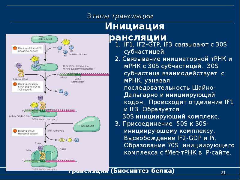 Расщепление в клетках белки