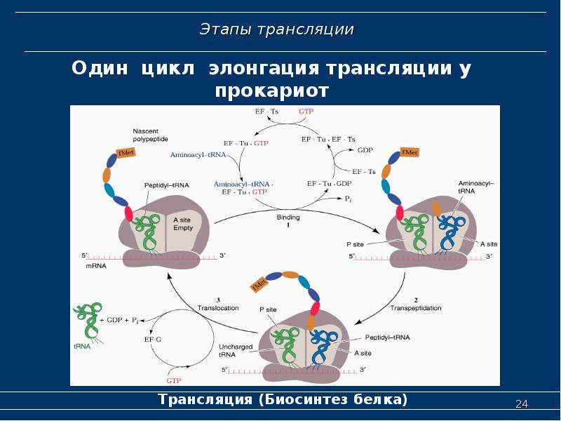 Биохимия трансляция презентация