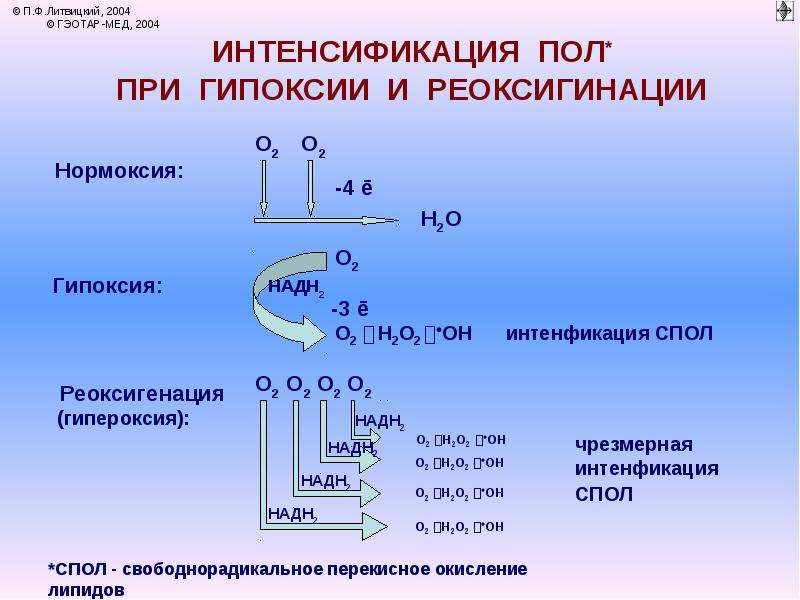 Реакции гипоксии. Гипоксия биохимия. Гипоксия и активные формы кислорода. Гипоксия патофизиология презентация. Гипероксия патофизиология.