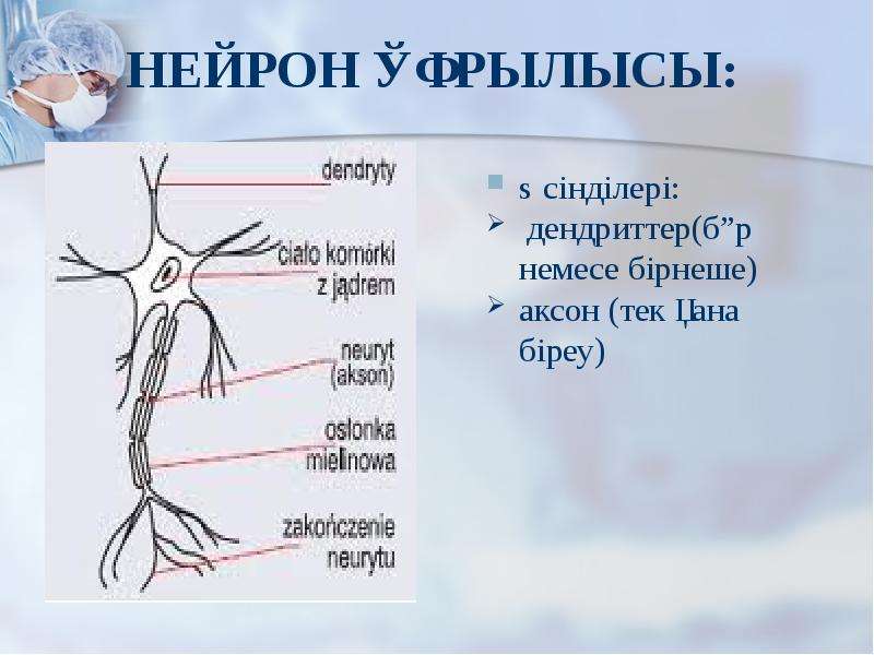 Нейронның құрылысы. Дендриттер дегеніміз не.