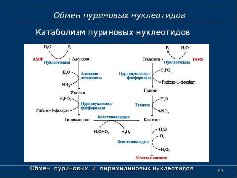 Схема синтеза заменимых аминокислот биохимия