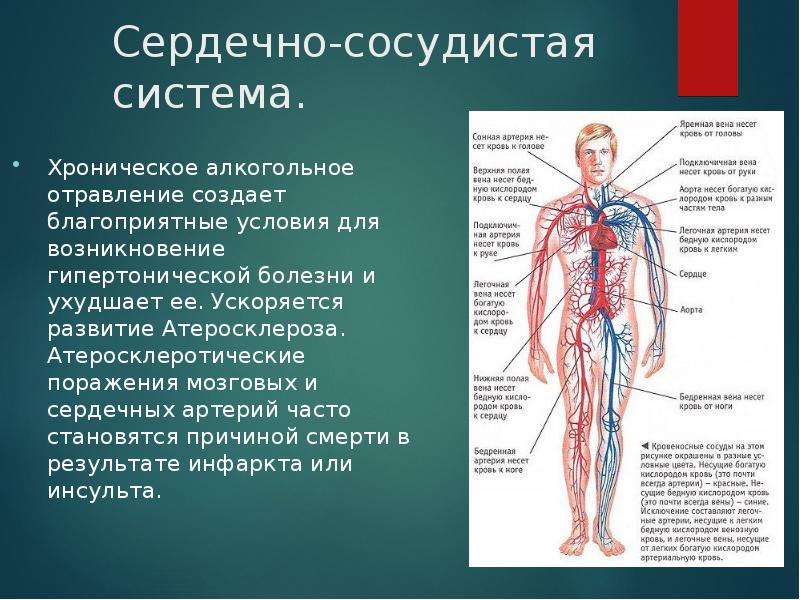 Сердечно сосудистая система кратко презентация