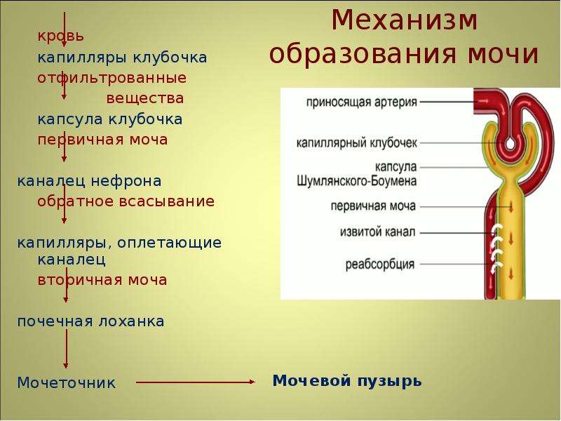 Схема образования мочи 8 класс