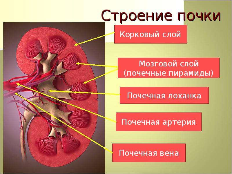 Почечная вена. Строение почки почечная пирамида. Корковый слой почки строение. Функции мозгового слоя почки. Анатомия человека почки таблица.