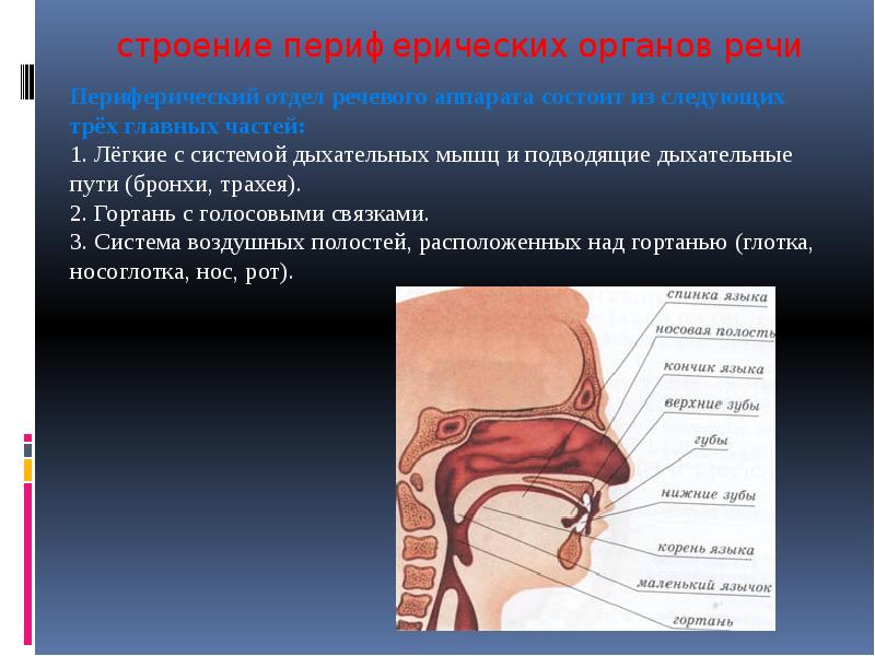 Какие органы речи. Органы речи. Строение периферических органов речи. Анатомия органов речи. Структура органов речи.