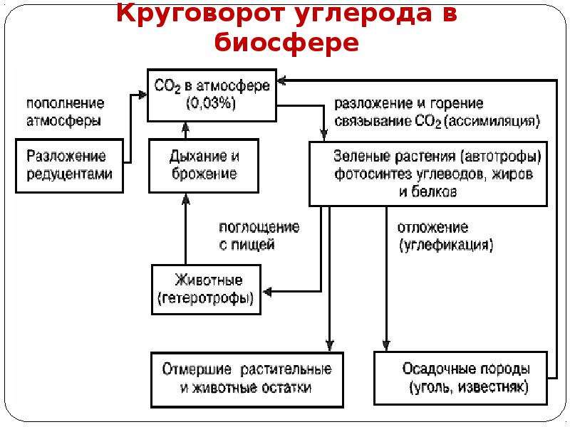 Круговорот углерода в биосфере. Схема круговорота кислорода в биосфере схема. Таблица круговорот углерода в биосфере. Схема круговорот углерода в биосфере таблица.