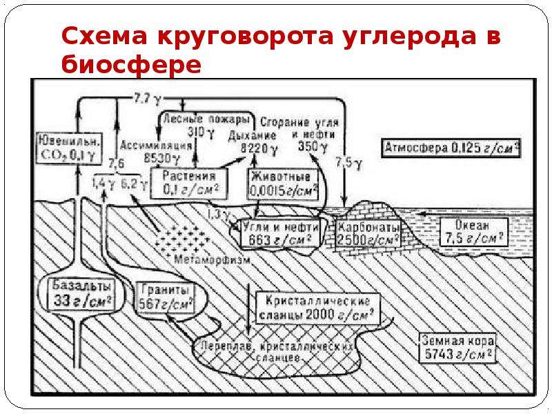 Схема круговорота углерода в биосфере схема