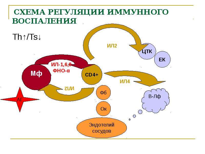 Регуляция иммунных процессов. Регуляция иммунного ответа схема. Схема воспалительного иммунного ответа.