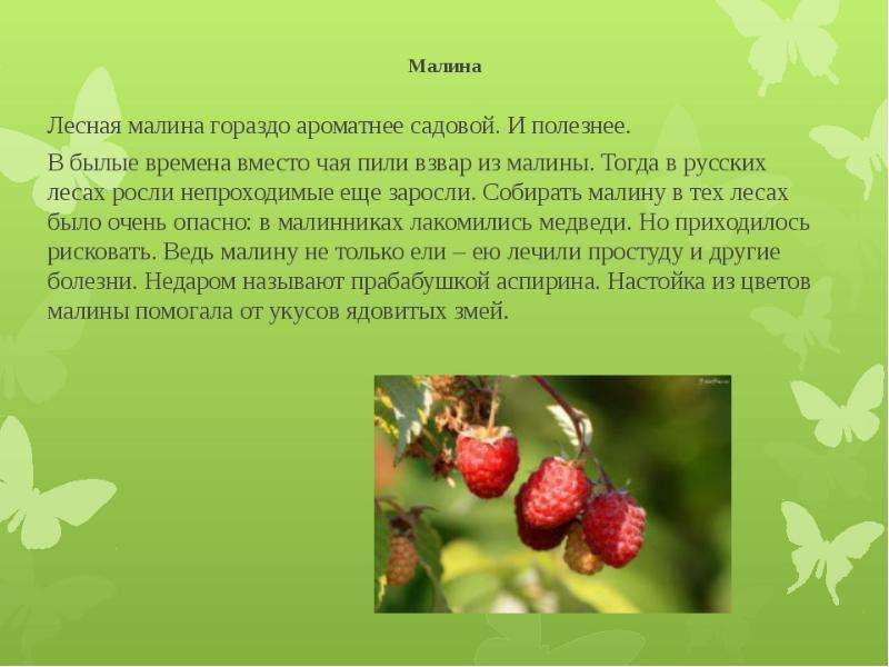 Текст о каком нибудь другом растении. Рассказ о Малине. Малина презентация. Доклад о Малине. Малина информация о растении.