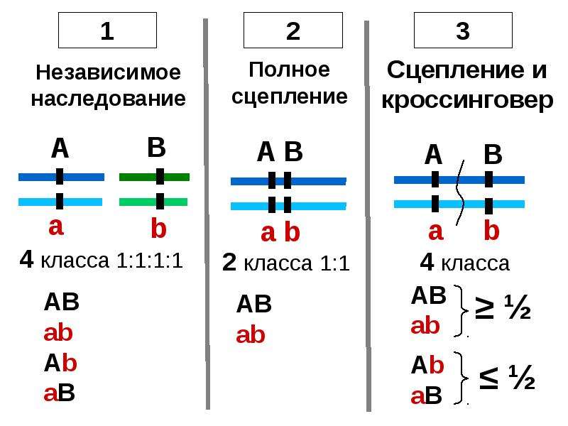 Полное сцепление