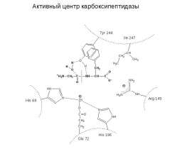 Механизм действия и активные центры ферментов