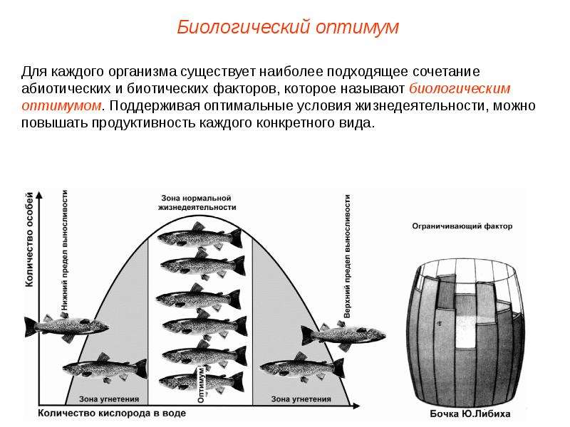 Картинки закон оптимума