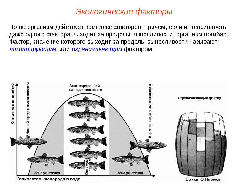 Экология экологические факторы презентация 11 класс