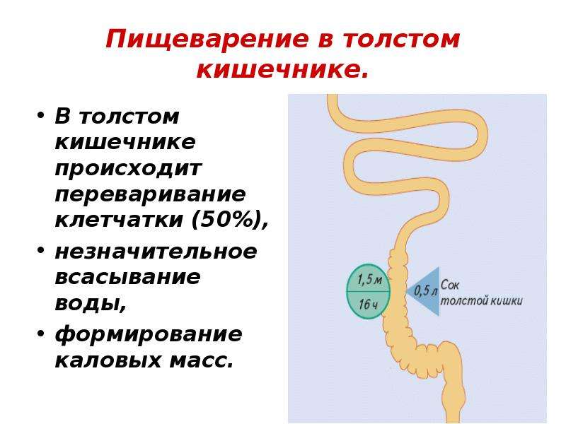 Расщепление клетчатки происходит в какой кишке