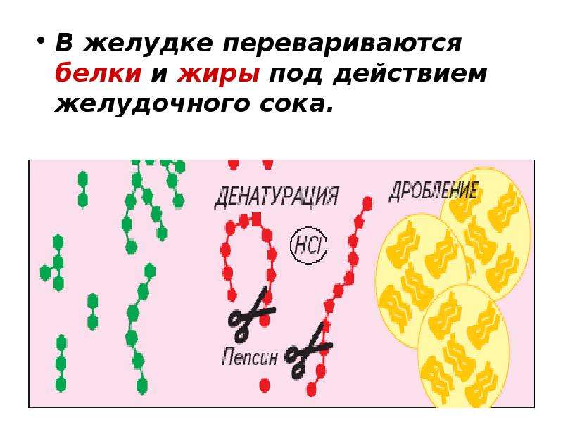 Наблюдение действия желудочного сока на белки. Белки перевариваются в желудке. В желудке перевариваются жиры. Белки и углеводы перевариваются в желудке. И жиры и белки и углеводы перевариваются в.