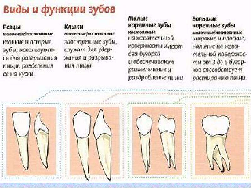 Зубы человека выполняют функцию. Зубы человека резцы клыки коренные. Типы и функции зубов. Функции коренных зубов. Малые коренные зубы функции.