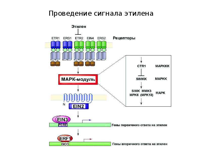 Применение этилена. Сигнальный путь этилена. Рецепторы этилена. Схема проведения сигнала. Транспорт этилена по растению.