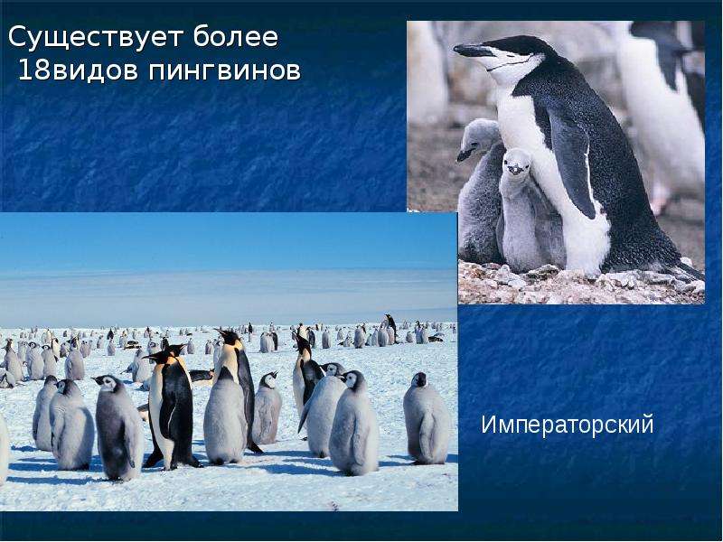Органический мир Антарктиды. 18 Видов пингвинов. Какие виды пингвинов бывают. Где живут пингвины на каком полюсе.