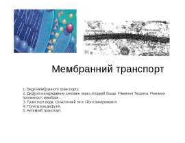 Мембранний транспорт. Рівняння Теорела. Рівняння проникності мембран