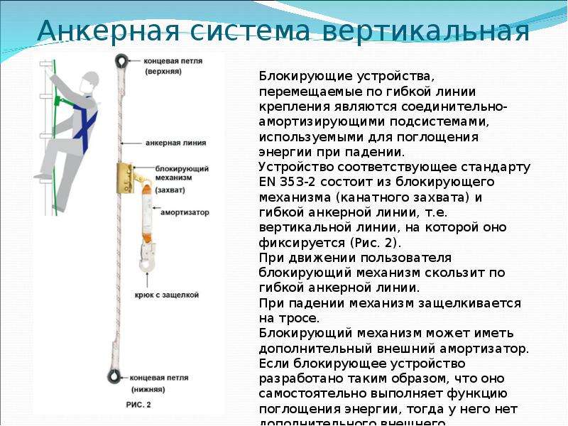 Какой орган может служить образцом при изготовлении гибких душевых шлангов