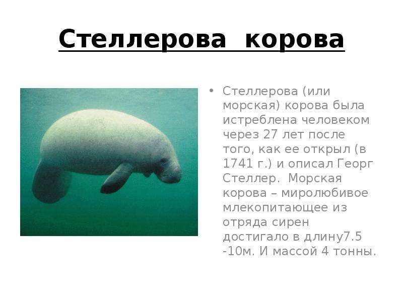 Проект о морской корове