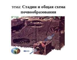Стадии и общая схема почвообразования