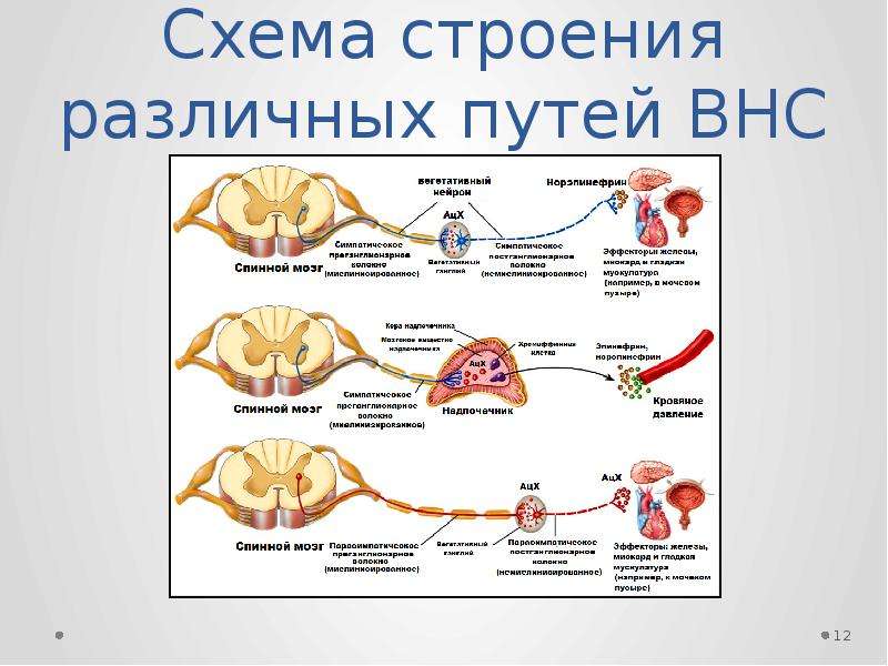 Холинергические синапсы фармакология презентация