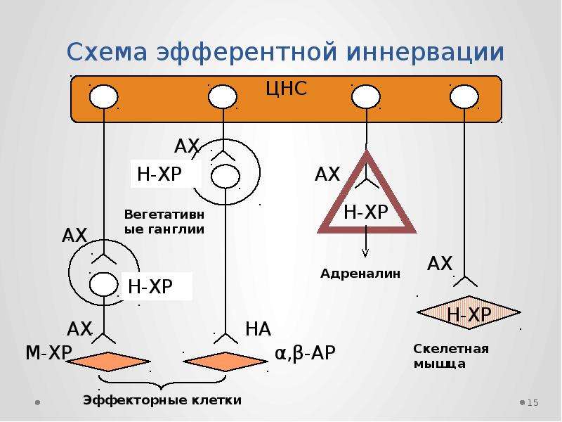 Схема структуры эфферентной иннервации