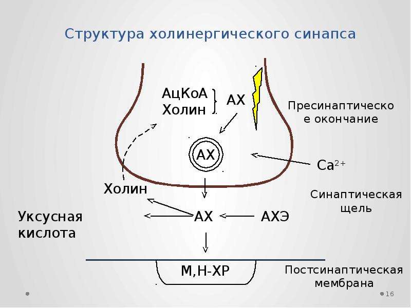 Холинергический синапс схема