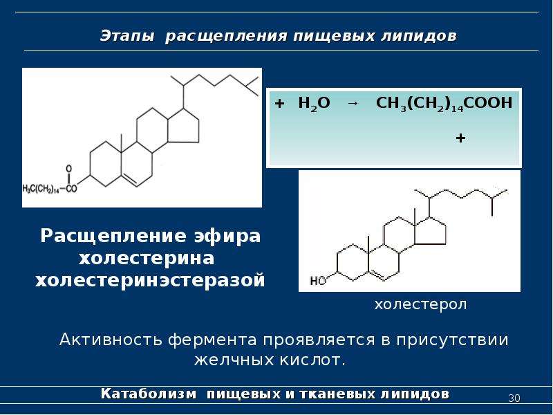 Этапы расщепления