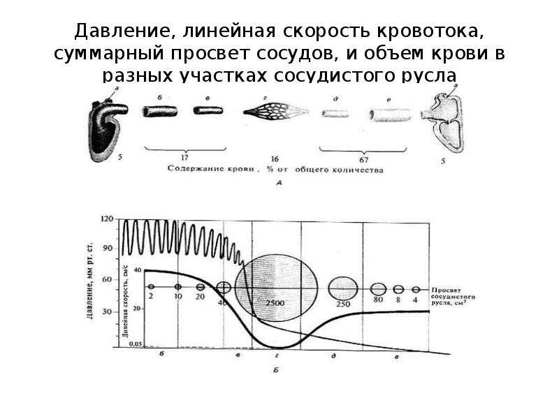 Линейная скорость кровотока равна