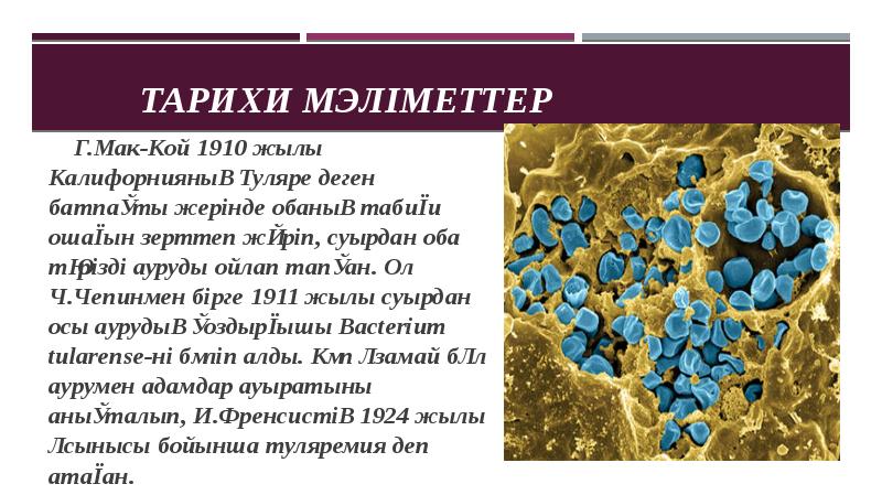 Туляремия животных презентация