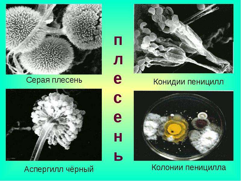 Пеницилл консумент. Гриб пеницилл плесень. Мукор пеницилл аспергилл. Грибы Aspergillus и Penicillium. Грибы пеницилл и аспергилл.