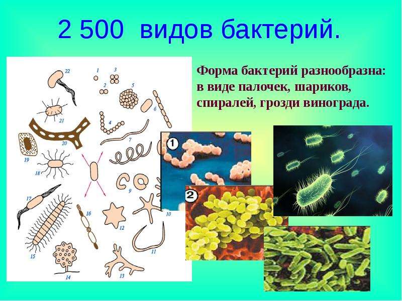Три примера царства бактерий. Какие бывают типы бактерий. Бактерии названия 2 класс. Формы бактерий биология.