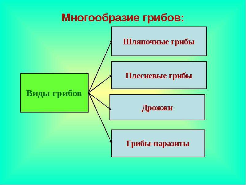 Многообразие это. Виды грибов биология. Кластер царство грибов. Кластер многообразие грибов. Многообразие и значение грибов.