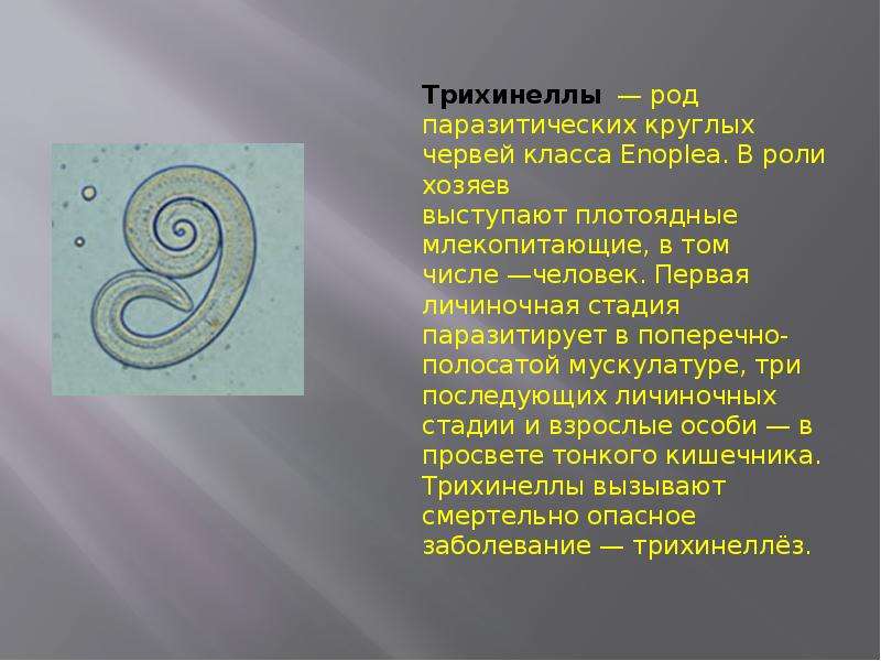 Трихинеллы — род паразитических круглых червей класса Enoplea. В роли хозяев выступают плотоядные мл