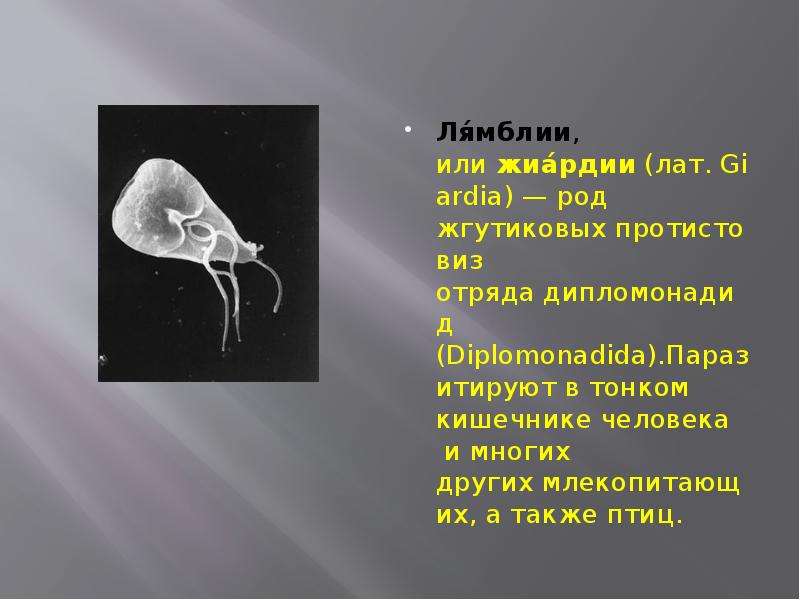 Ля́мблии, или жиа́рдии (лат. Giardia) — род жгутиковых протистовиз отряда дипломонадид (Diplomonadid