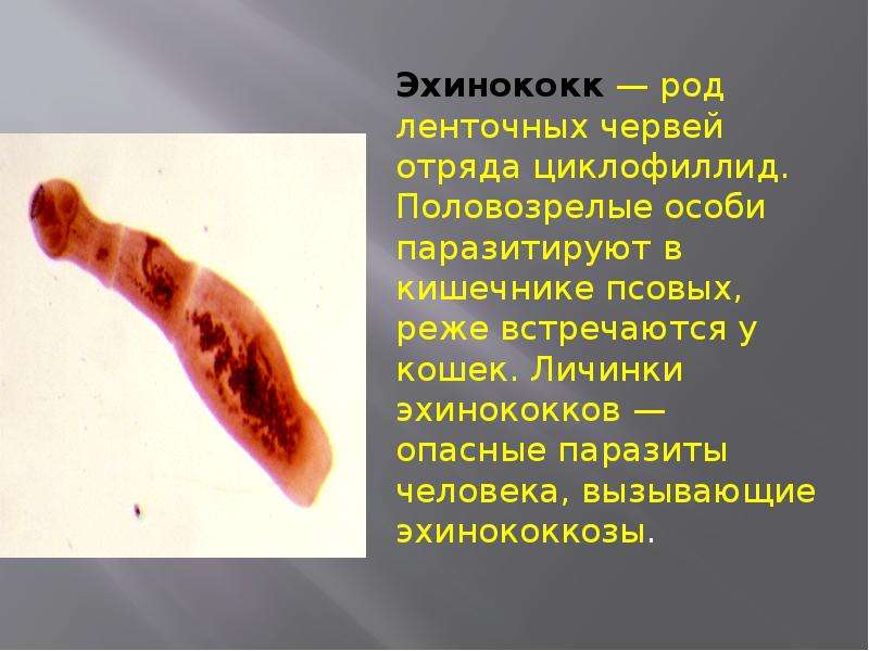 Эхинококк — род ленточных червей отряда циклофиллид. Половозрелые особи паразитируют в кишечнике псо