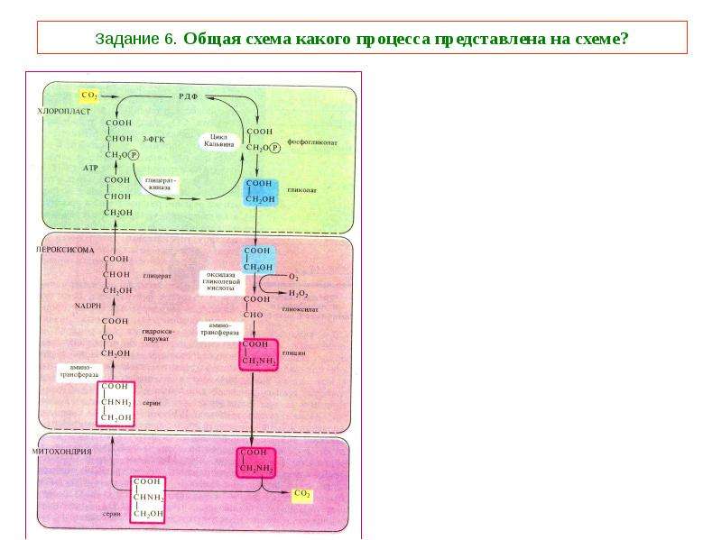 Общая схема фотосинтеза. Опорный конспект по теме фотосинтез 10 класс.