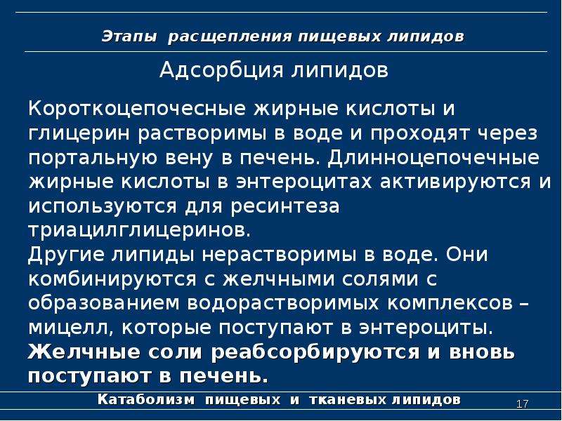 Этапы расщепления. Расщепление липидов. Этапы протеолиза. На липотитическом стадии расщепления липидов в ЖКТ.