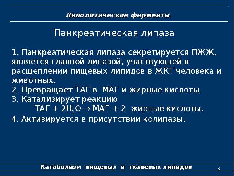 Фермент амилаза содержит. Липолитические ферменты. Характеристика липолитических ферментов. Липолитические ферменты названия. Липолитические ферменты ЖКТ.