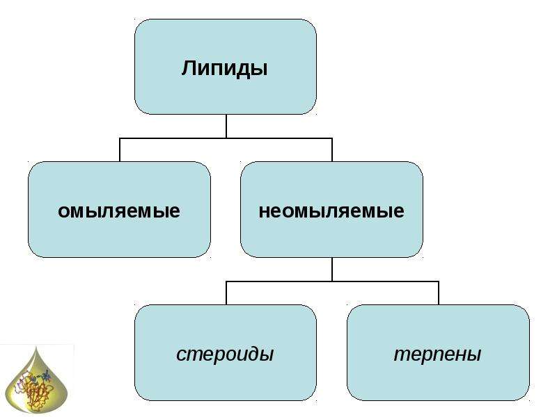 Неомыляемые липиды презентация