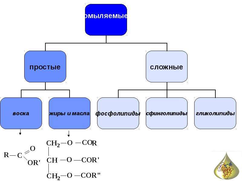 Неомыляемые липиды презентация