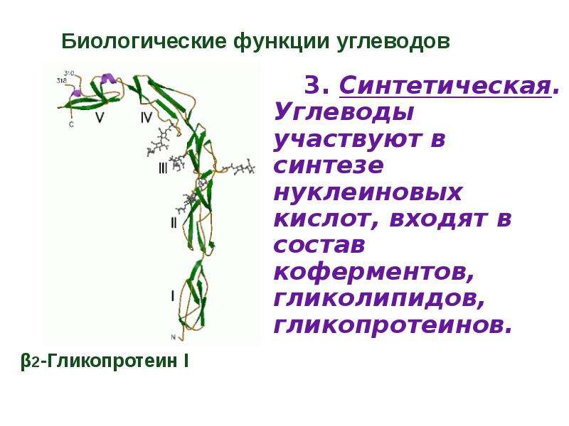 Биологические возможности. Биологические функции углеводов. Функции углеводов и нуклеиновых кислот. Функции углеводов биология. Биологические функции углеводов 5.