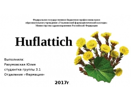 Huflattich