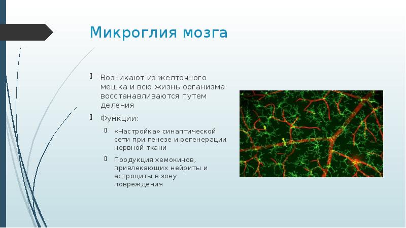 Регенерация нервной ткани презентация