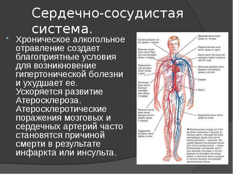 Сердечно сосудистая система человека презентация