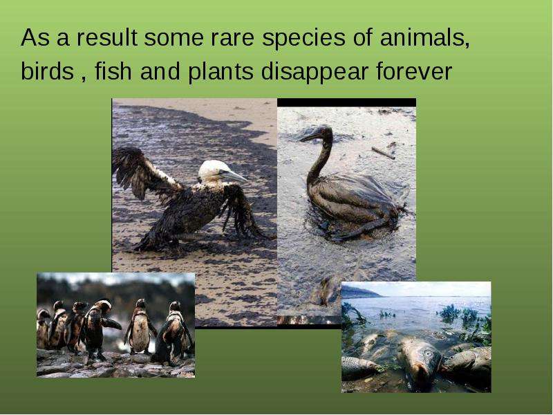 Disappearing animals. Disappearing and rare Plants Birds animals. Rare animals and Plants. Disappearing Plants and animals. To Kill Birds and animals презентация.
